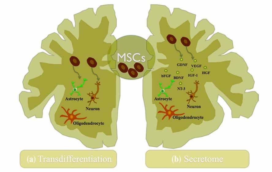 Stem Cell Secretome neuroprotection neurotrophic activity