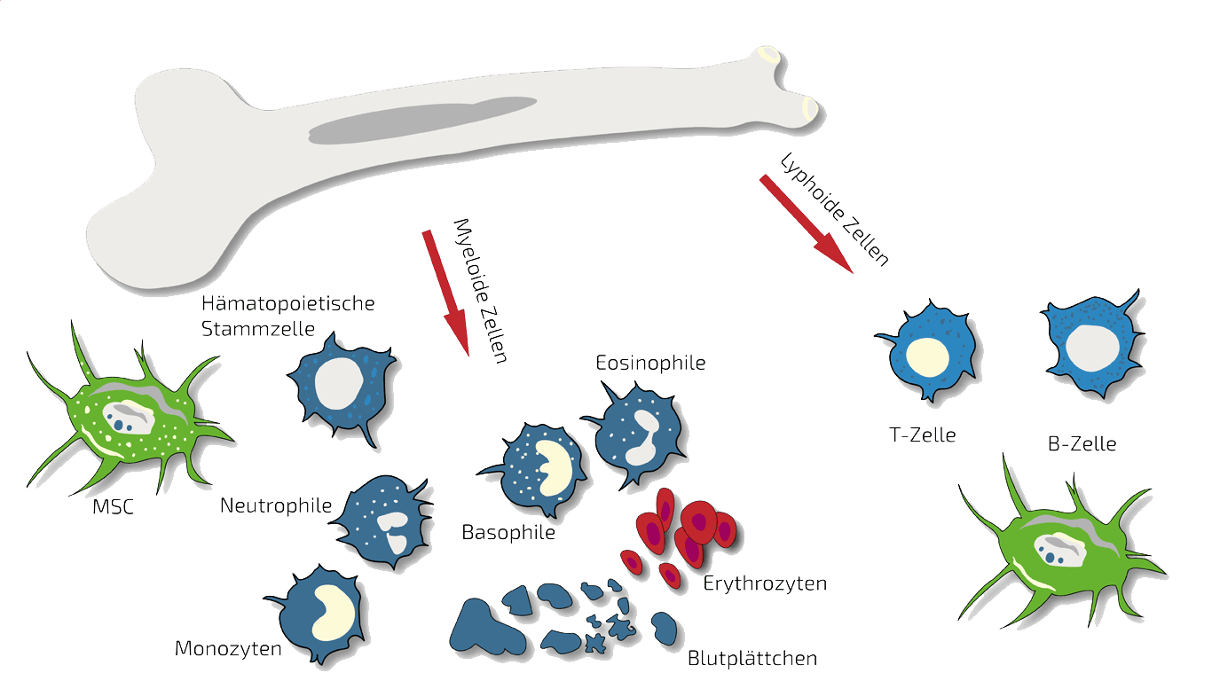 BMC Knochenmark-Stammzellen Konzentrat | ANOVA IRM BMC Knochenmarl-Stammzellen Konzentrat | Deutschland